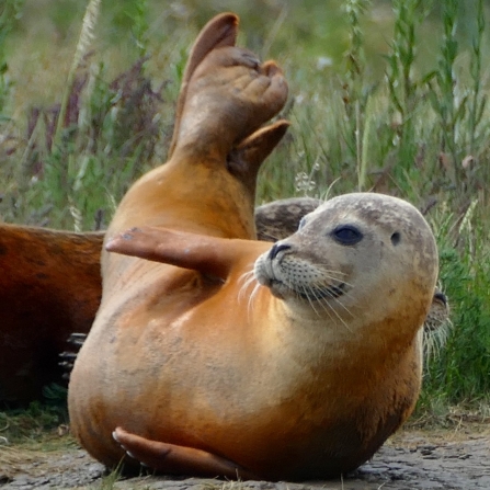 Species in the spotlight - Common seals | Essex Wildlife Trust
